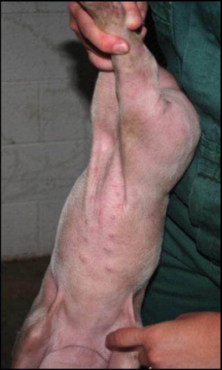 SOP: SUBCUTANEOUS INJECTIONS IN SWINE I. Procedure Summary and Goal Describes procedure for the administration of substances via subcutaneous (SQ or SC) injections.