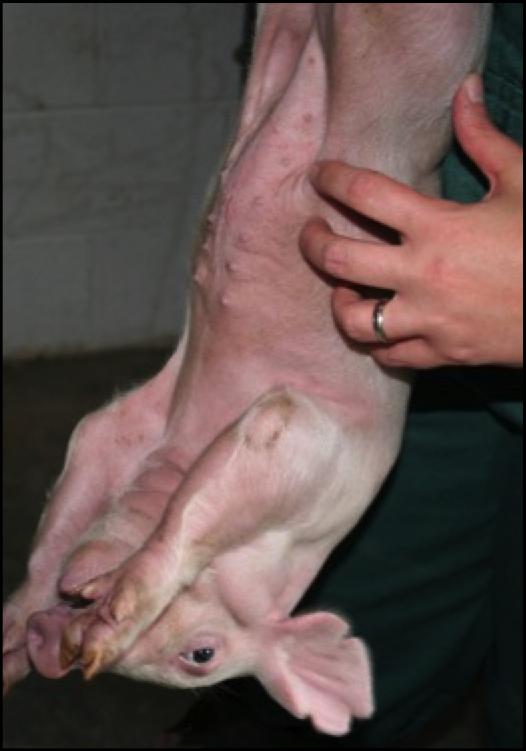 Pigs have fixed-skin and therefore SQ injections are not as easy to administer as in other animals with loose skin (such as the rabbit or dog).