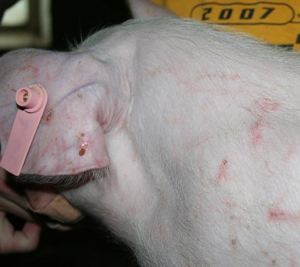 (Figure 3). Figure 1. Subcutaneous Injection Sites No more than 2ml per injection site in baby pigs, or 3ml in larger pigs (from Large Animal Clinical Procedures). Figure 3.