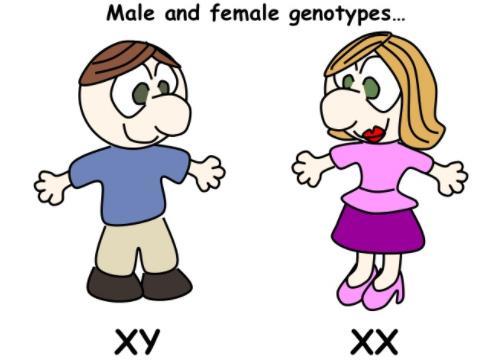 SEX-LINKED Since males only have one X chromosome (from their mother), they are more affected than females by recessive