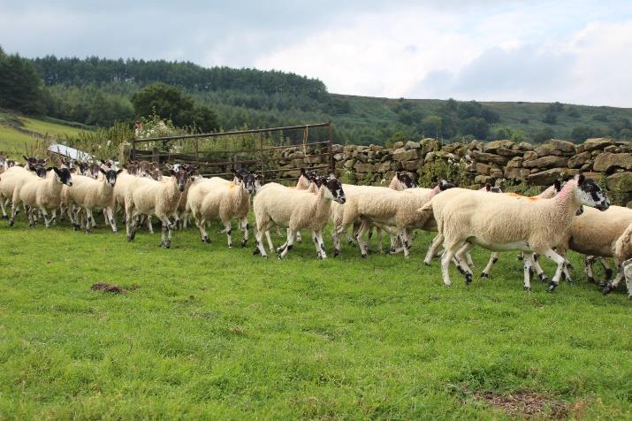 Breeding Sheep A genuine flock of breeding sheep that have mainly all been bred on the farm, having only