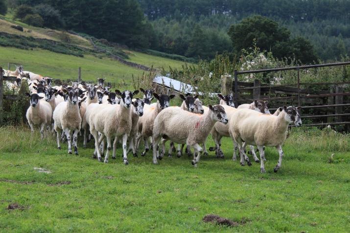 The flock consists of mainly mule ewes with swaledale ewes bought in & kept to feed mule gimmers back into the