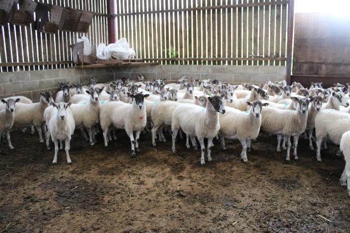 The ewes have not been pushed for sale purposes and are in their working clothes, having been weaned at the