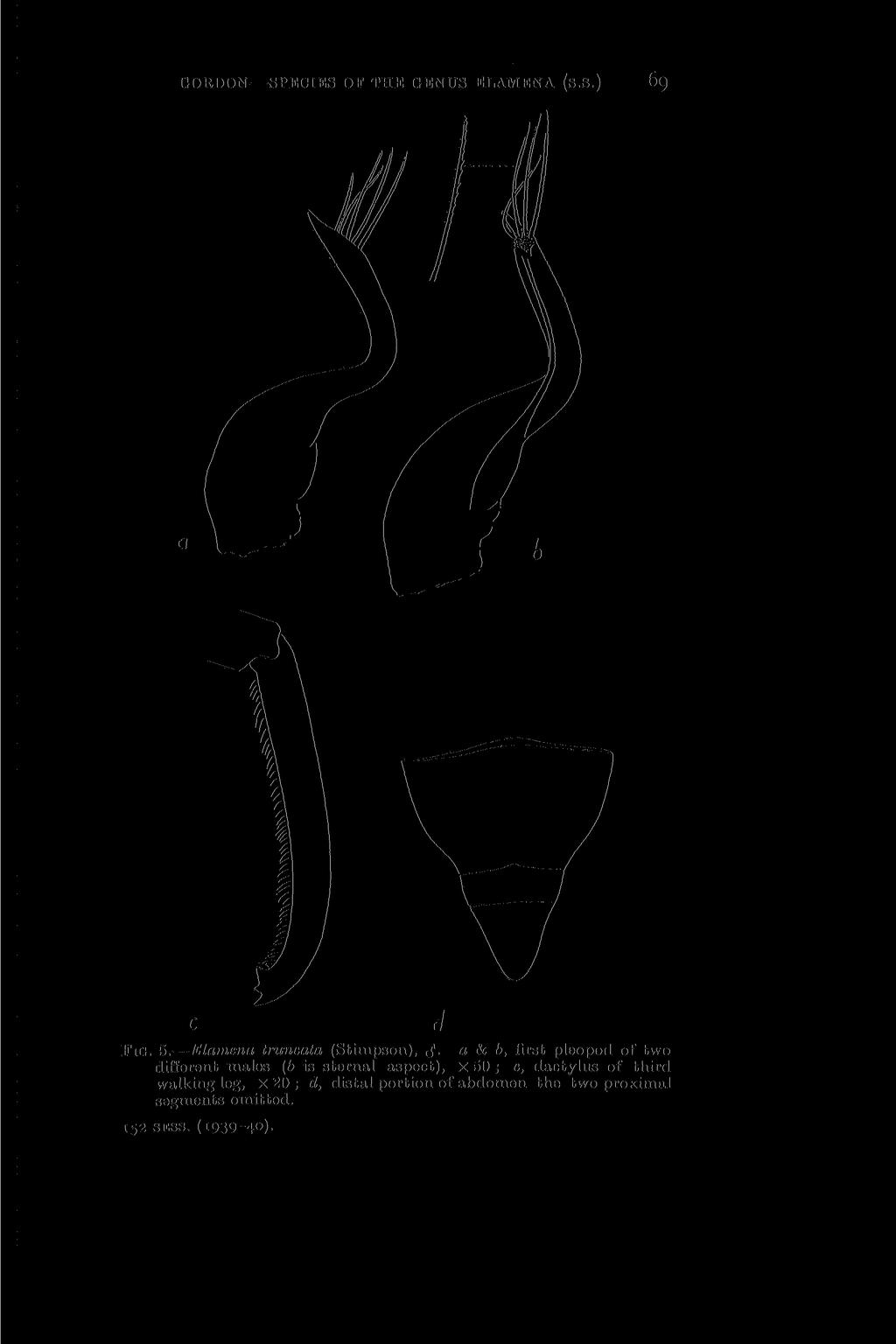 69 GORDON SPECIES OF THE GENUS ELAMENA (s.s.) Fig. 5.' Elamena truncata (Stimpson), <J.