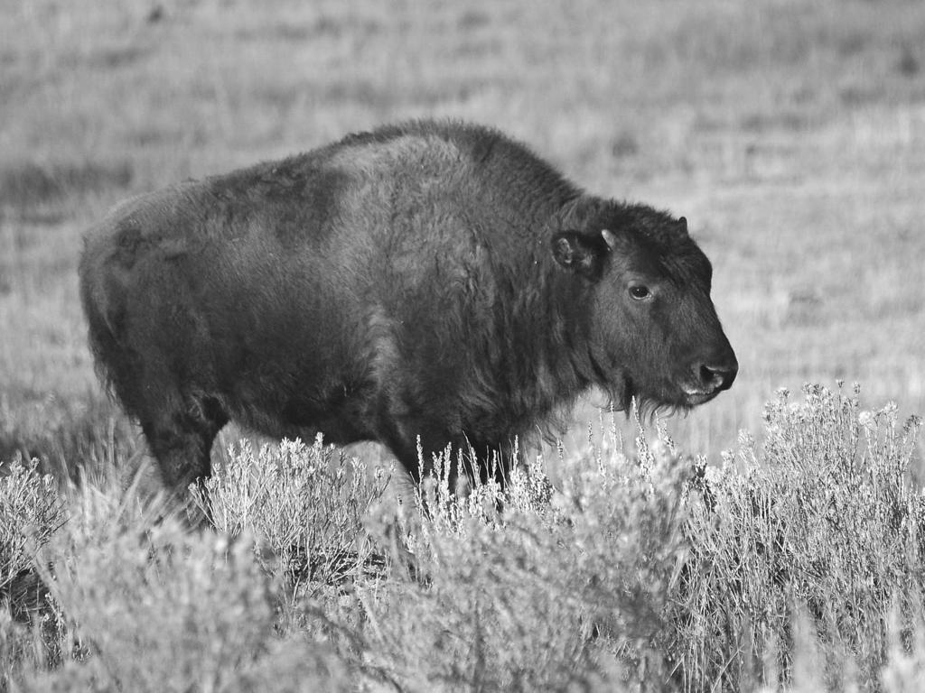 December 2011 BISON BRUCELLOSIS MANAGEMENT STRATEGIES PLATE 1. 2949 Bison calf. Photo credit: Rick Wallen/NPS.