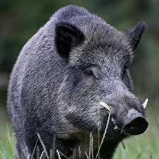 Swine brucellosis due B.