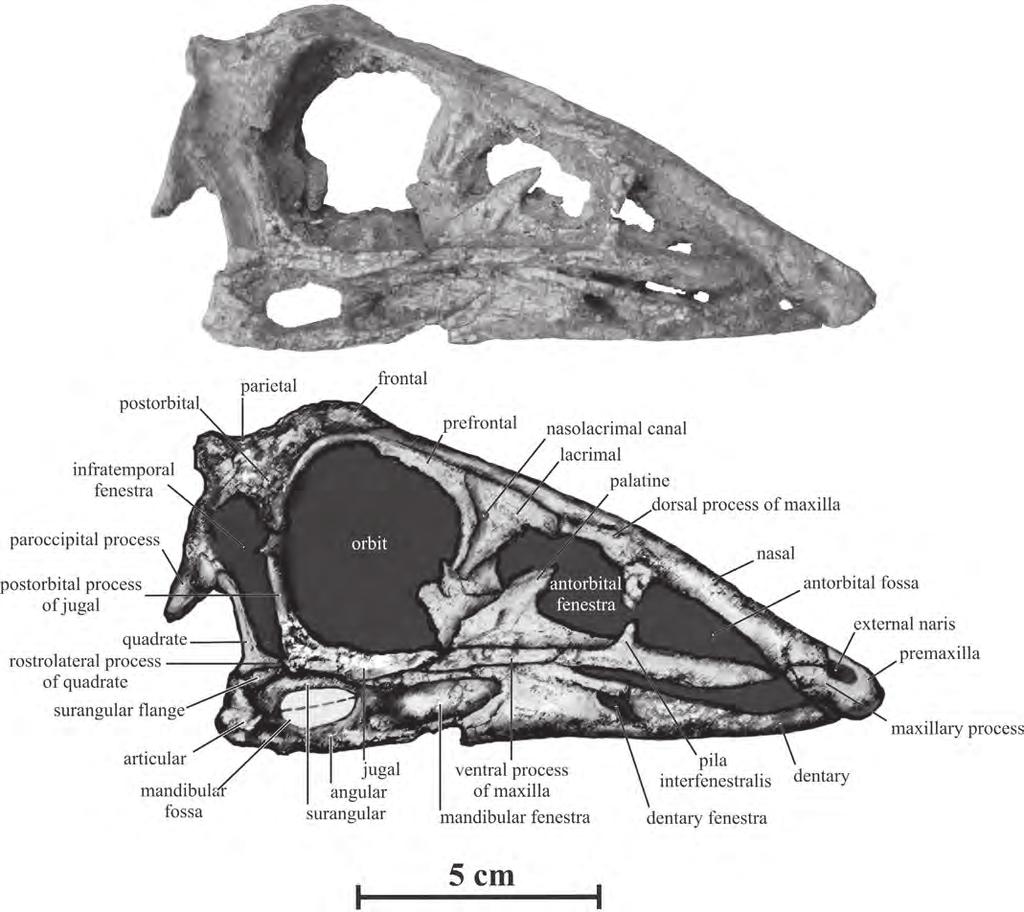 Skull in right lateral view.