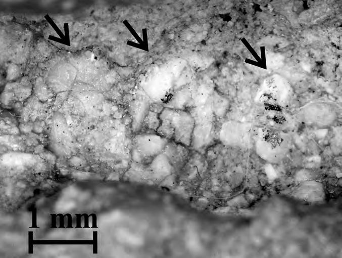 26.4. Hexing qingyi, JLUM-JZ07b1 (holotype). Detail of left dentary teeth in lingual view. al., 1994) and Shenzhousaurus (Ji et al., 2003).