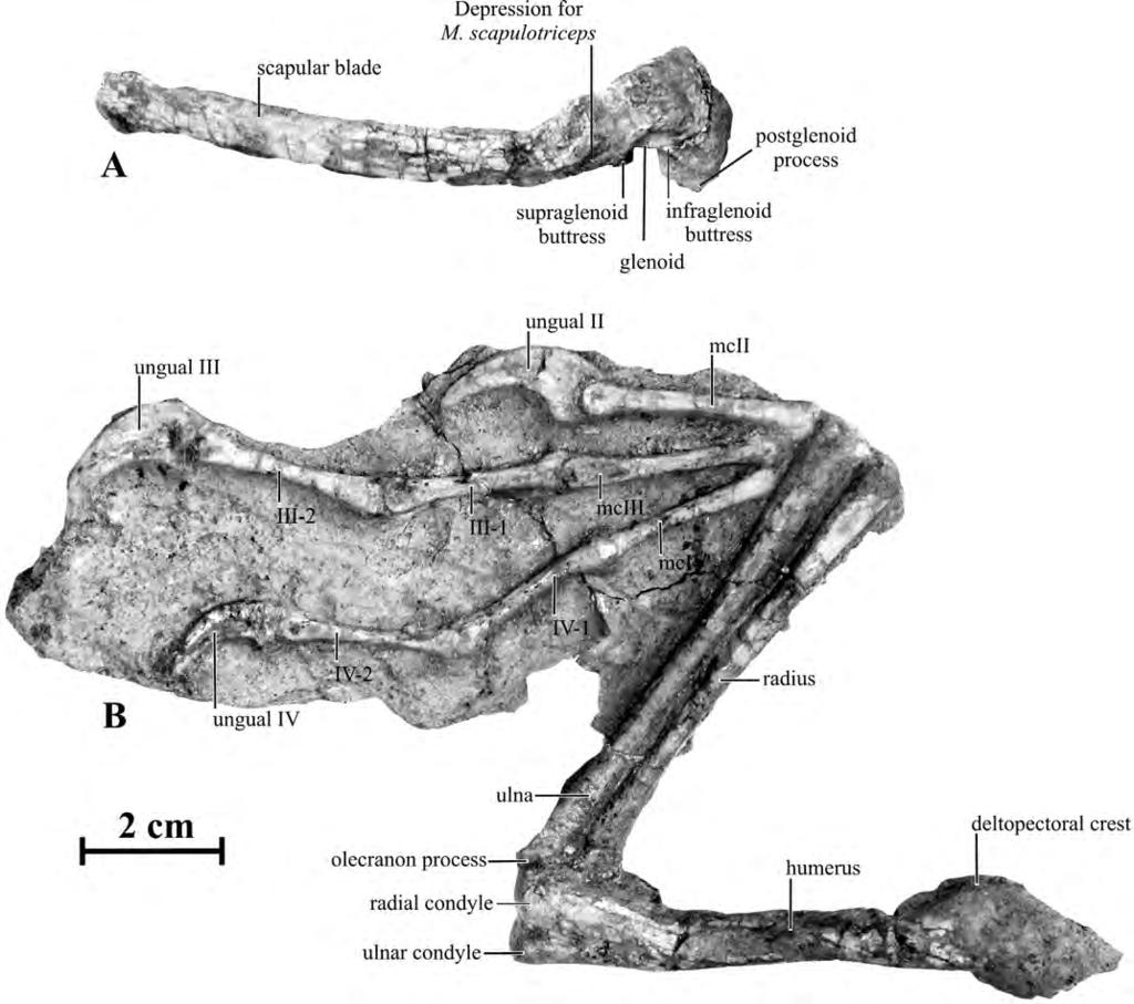 26.6. Hexing qingyi, JLUM-JZ07b1 (holotype). A, Right scapulocoracoid in lateral view. B, Left humerus (caudal view), forearm (lateral view), and hand (lateral view); mc, metacarpal.