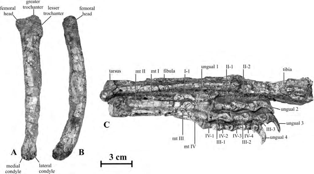 For example, phalanx II-2 is 81% of the length of II-1, which is much longer than phalanx II-2 in ornithomimids (<60%; Kobayashi and Lü, 2003).