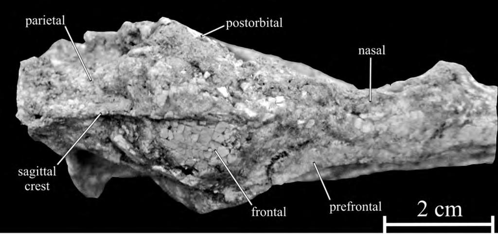 26.2. Hexing qingyi, JLUM-JZ07b1 (holotype). Skull roof in dorsal view.