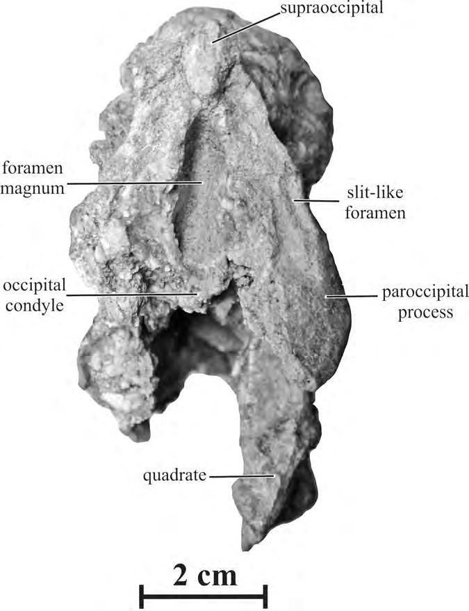 26.3. Hexing qingyi, JLUM-JZ07b1 (holotype). Skull in caudal view. medioventral corner of the paroccipital process participates in the dorsal part of the occipital condyle Quadrate. The lateral (Fig.
