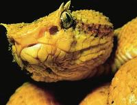 In some reptiles, urine flows through tubes directly into a cloaca similar to that of amphibians. In others, a urinary bladder stores urine before it is expelled from the cloaca.