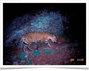 Picture of Macho B taken by a trail camera in 2005, with approximately 12 years of age. Picture by Borderland Jaguar Detection Project. magnificent wilderness. His presence will be missed greatly.
