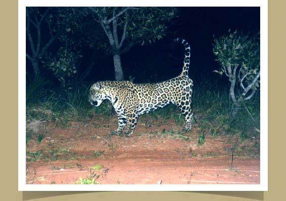 Jaguar marking his territory in Emas National Park, central Brazil During a study with camera-traps in Emas National Park in 2008, this adult male jaguar was photographed placing a urine mark on a