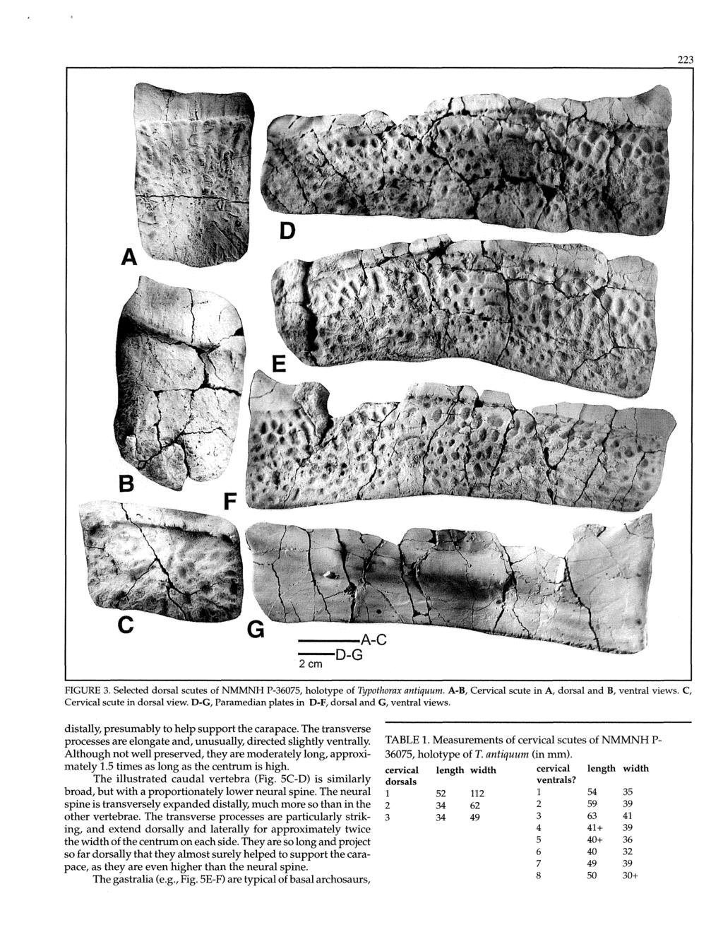 223 ---A-C --O-G 20m FGURE 3. Selected dorsal scutes of NMMNH P-36075, holotype of Typothorax aniiquum. A-B, Cervical scute in A, dorsal and B, ventral views. C, Cervical scute in dorsal view.