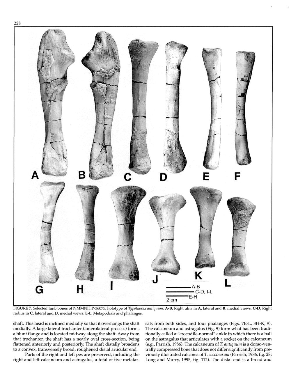 228 E F K - A-B ----C-D,-L -----E..H 2cm FGURE 7. Selected limb bones of NMMNH P-36075, holotype of Typothorax aniiquum. A-B, Right ulna in A, lateraland B, medial views.