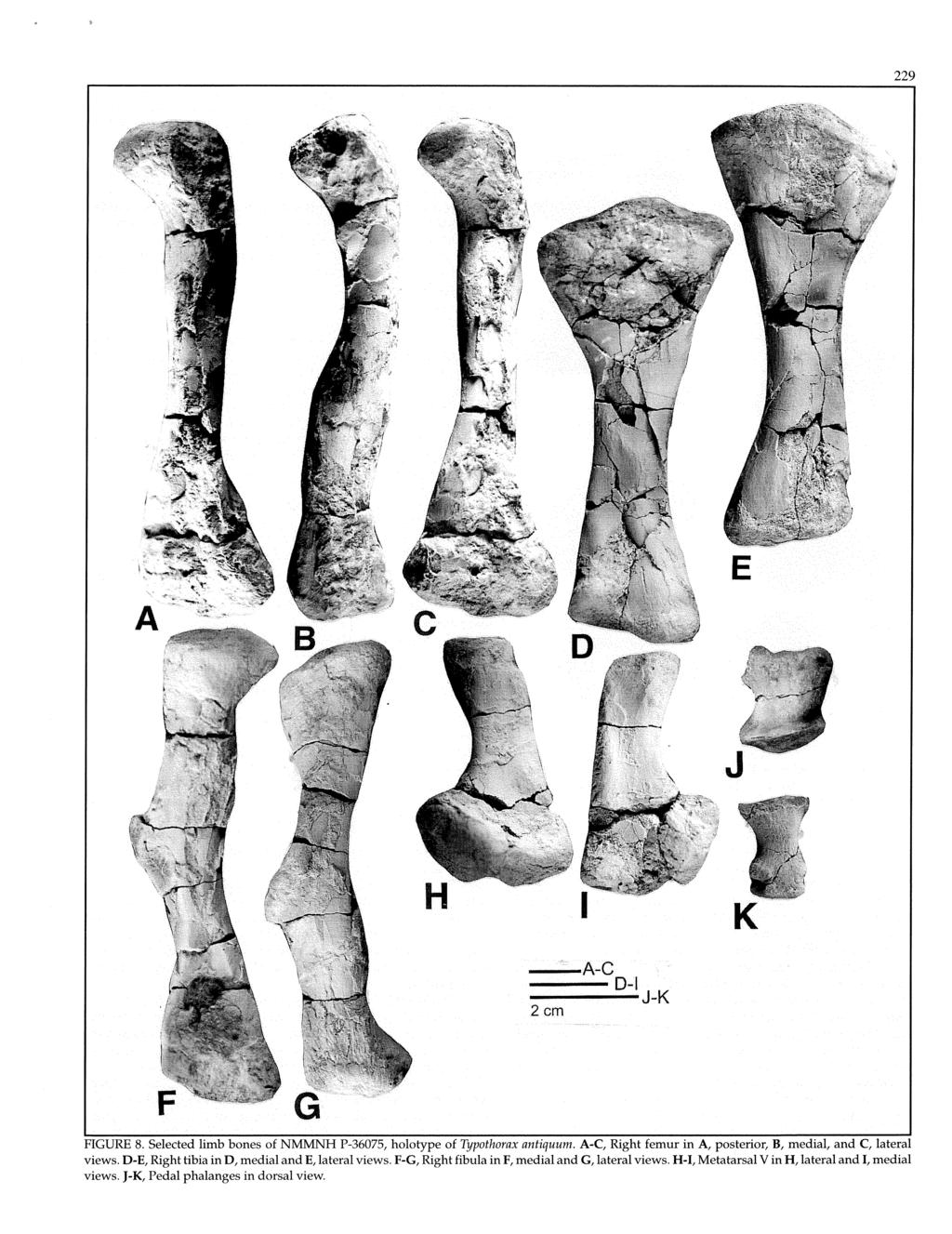 229 ( --A-C ---0-1...------J...K 2cm FGURE 8. Selected limb bones of NMMNH P-36075, holotype of Typothorax antiquum. A C, Right femur in A, posterior, B, medial, and C, lateral views.