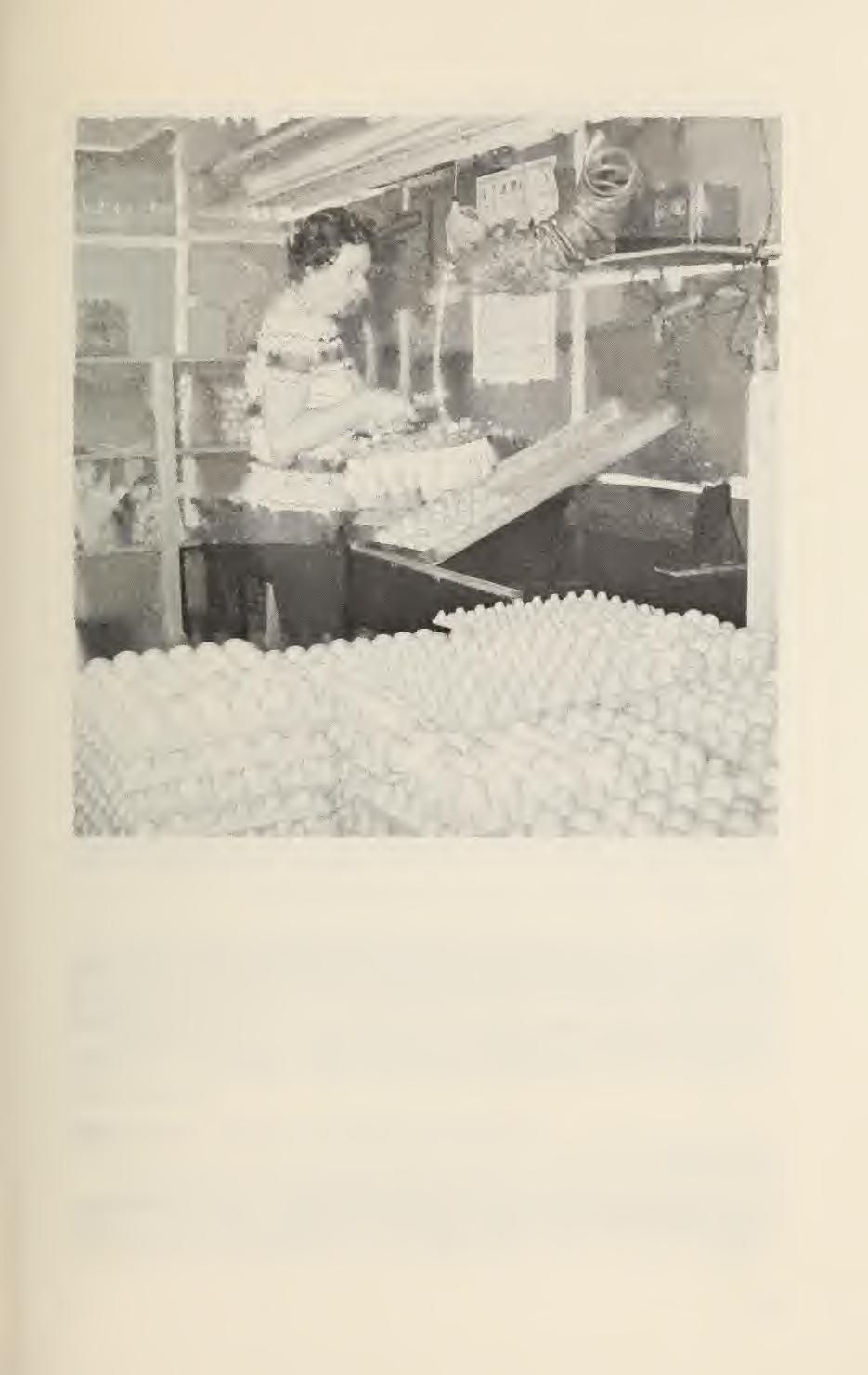 V -j-s r f t+s K Fig. 10. Traying eggs in a commercial hatchery. Double-yolked eggs and small eggs should not be kept for hatching.