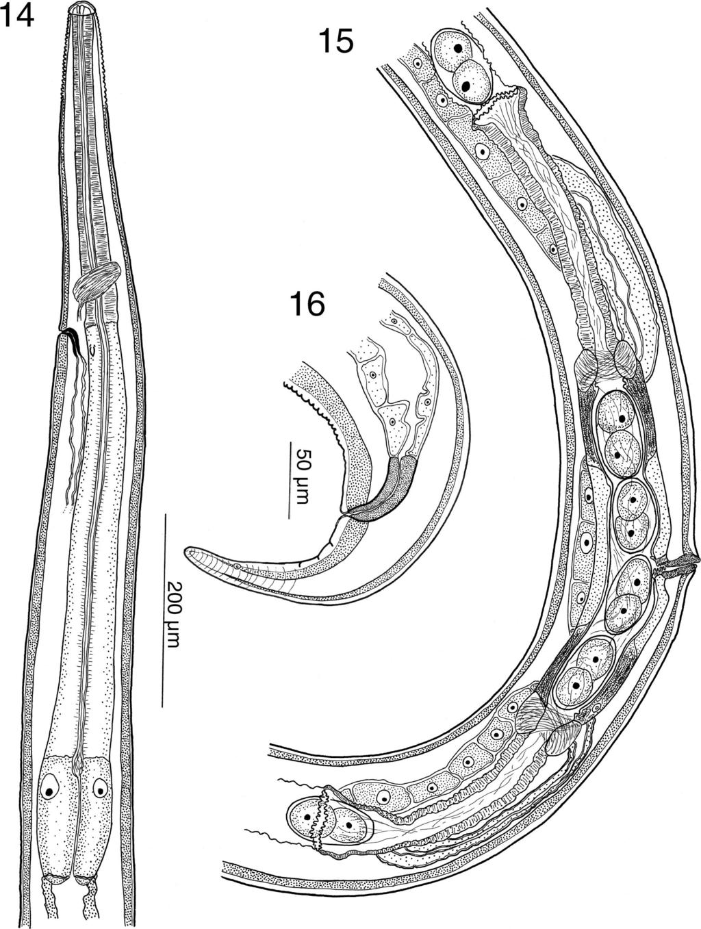 236 THE JOURNAL OF PARASITOLOGY, VOL. 94, NO. 1, FEBRUARY 2008 FIGURES 14 16. Africanastrongylus buceros gen. nov.