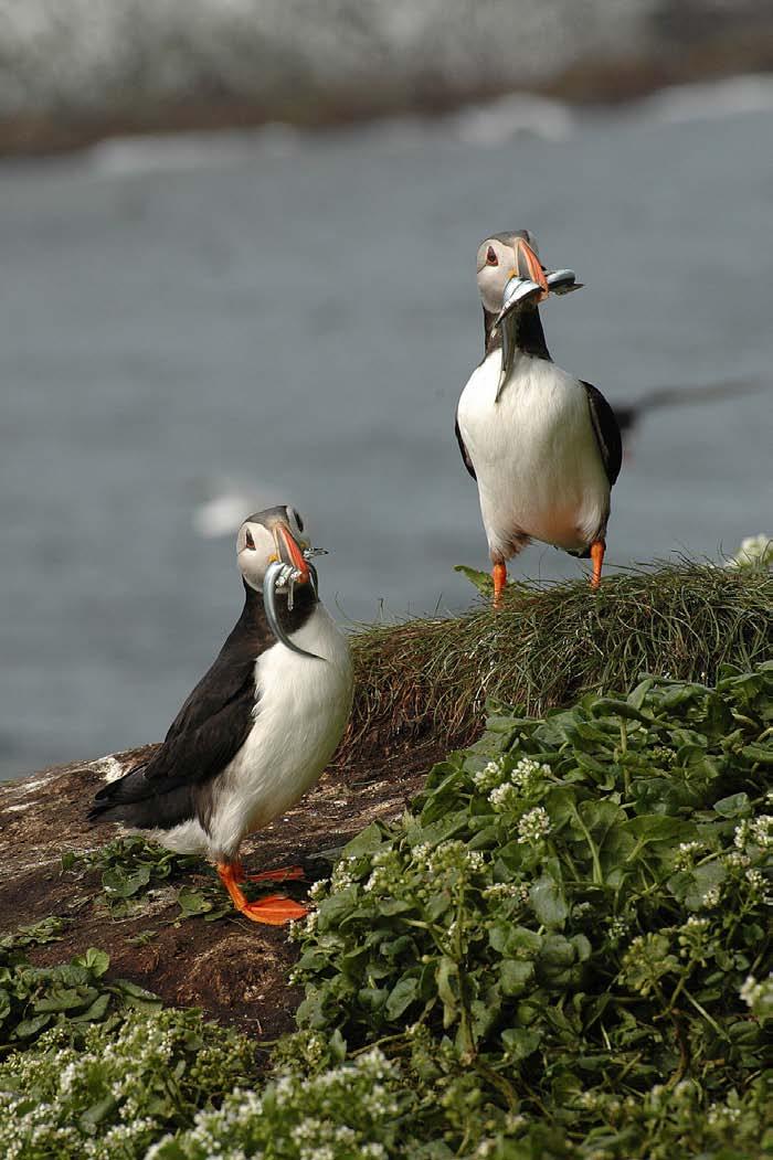 Figure 2 Sandeels made up much of the diet of Puffin chicks on Hornøya in 2009. ( R.