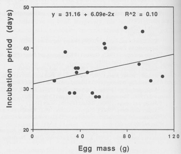 Alcid eggs range in size from less than 20 g to over 100 g (table 4) and vary in proportion to adult mass (fig. 2, r 2 = 0.92, P < 0.001).