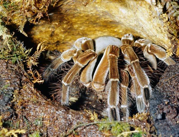 CARIBBEAN SEA GREENLAND Goliath bird-eating spider range SOUTH AMERICA NORTH AMERICA Wowser!