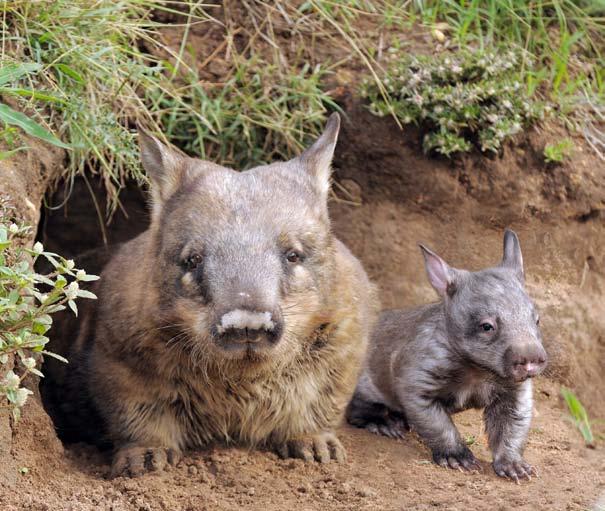 Females swim into the burrows to lay their eggs up to five hundred! A male watches the eggs to make sure no fish eat them. A wombat lives in this hole!
