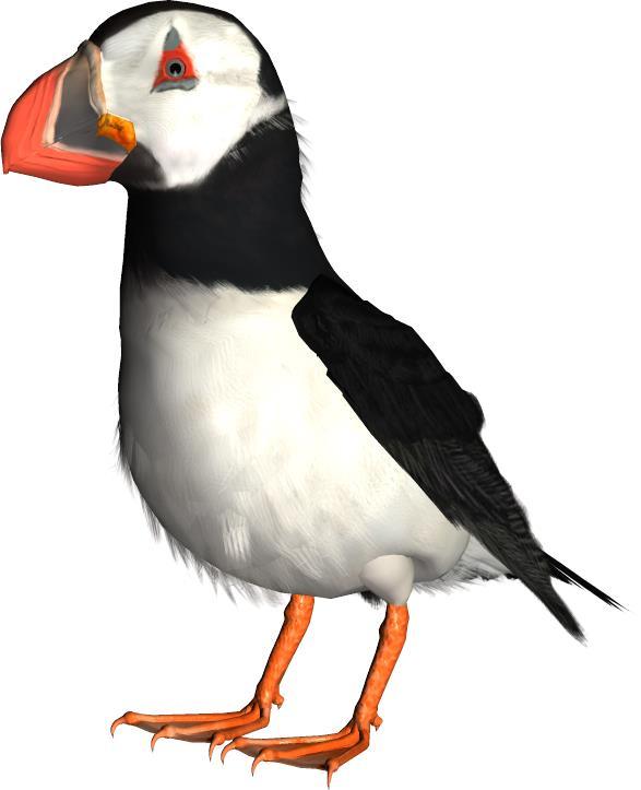 Common Name: Atlantic Puffin Scientific Name: Fratercula arctica Size: 12 ½ inches (32 cm) Habitat: North Atlantic: coasts of northern Europe south to northern France, Ireland, the Faroe Islands,