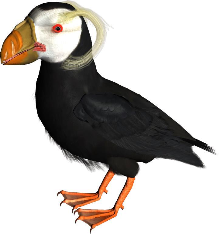 Common Name: Tufted Puffin Scientific Name: Fratercula cirrhata Size: 15 inches (38 cm) Habitat: North Pacific: British Columbia, throughout southeastern Alaska and the Aleutian Islands, Kamchatka,