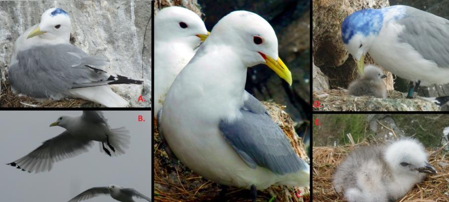 be separated from each other by the colour of their legs. The common gull has yellow legs.