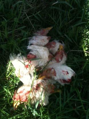 Chickens When the chicken s head is chopped off you must leave it alone for a couple