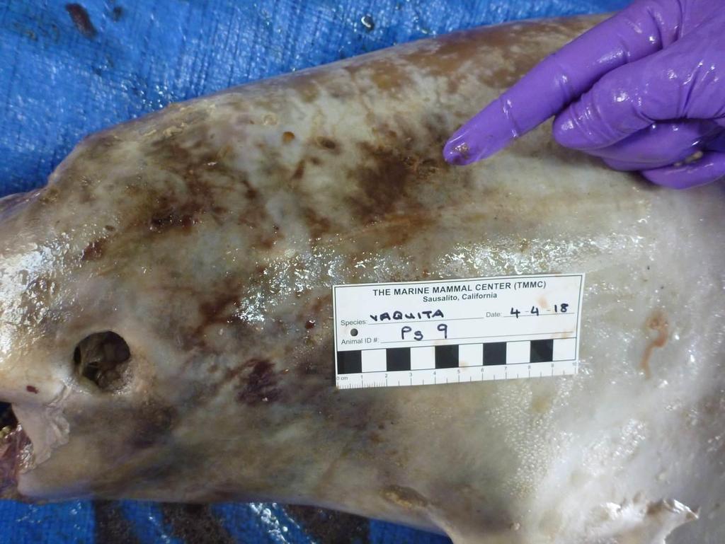 The blubber of the neck area is discoloured with a distinct margin around the circumference
