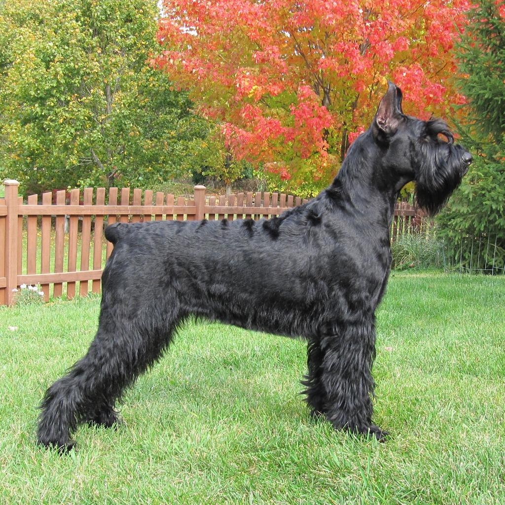 Volume E11 November 2012 Giant Schnauzer Club of America Newsletter Upcoming Events Dec 6-7, 2012 2012 Midwest Specialty DuPage County Fairgrounds Wheaton, IL Dec 6-9, 2012 Hounds For the Holidays