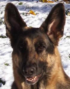 bred to Ch Kris-T s Chicago we got Ch Kris-T s Chicago Bootlegger Willow was a member of GSDCA