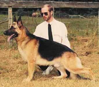 German Shepherds for selling the