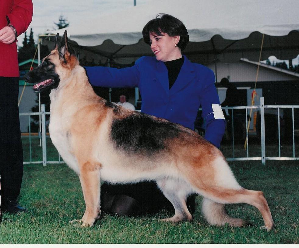 After her litter she re-entered the breed ring to try for a major reserve so her mother Int/Can/Am Ch Kris-T s Q Tia could obtain her GSDCA ROM.