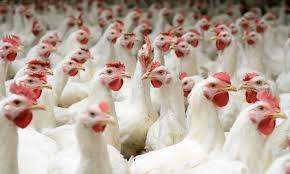 The X layer prices showed some in prices in the las two weeks breaking the over the prices of broilers for the first