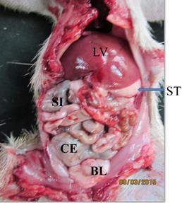 Fig (1): Ventral view of the opened abdomen of the wild gray squirrel showing: LV