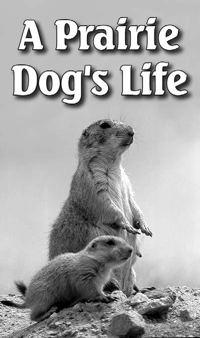 A Prairie Dog s Life A