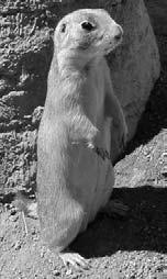There are five types of prairie dog.