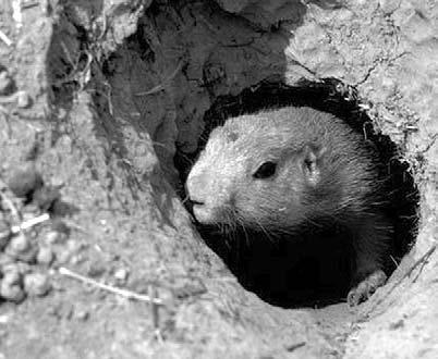 Charlie s Underground Home a g b c d e f A prairie dog peeks out of its burrow. 9 Do You Know?