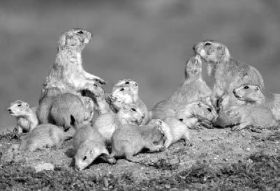 Perhaps the biggest danger of all is humans. Some people think prairie dogs destroy the land. These people try to harm prairie dogs by destroying their homes or killing them.
