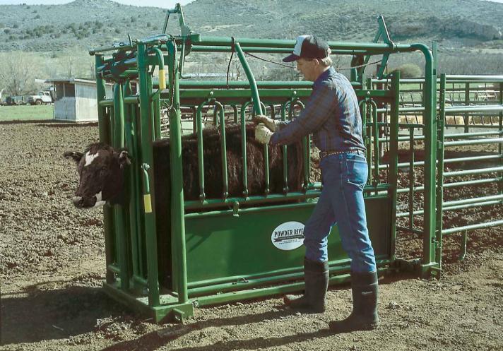 Wrking with large animals always presents a safety risk Ensuring prper handling facilities, animal restraint and cnfident,