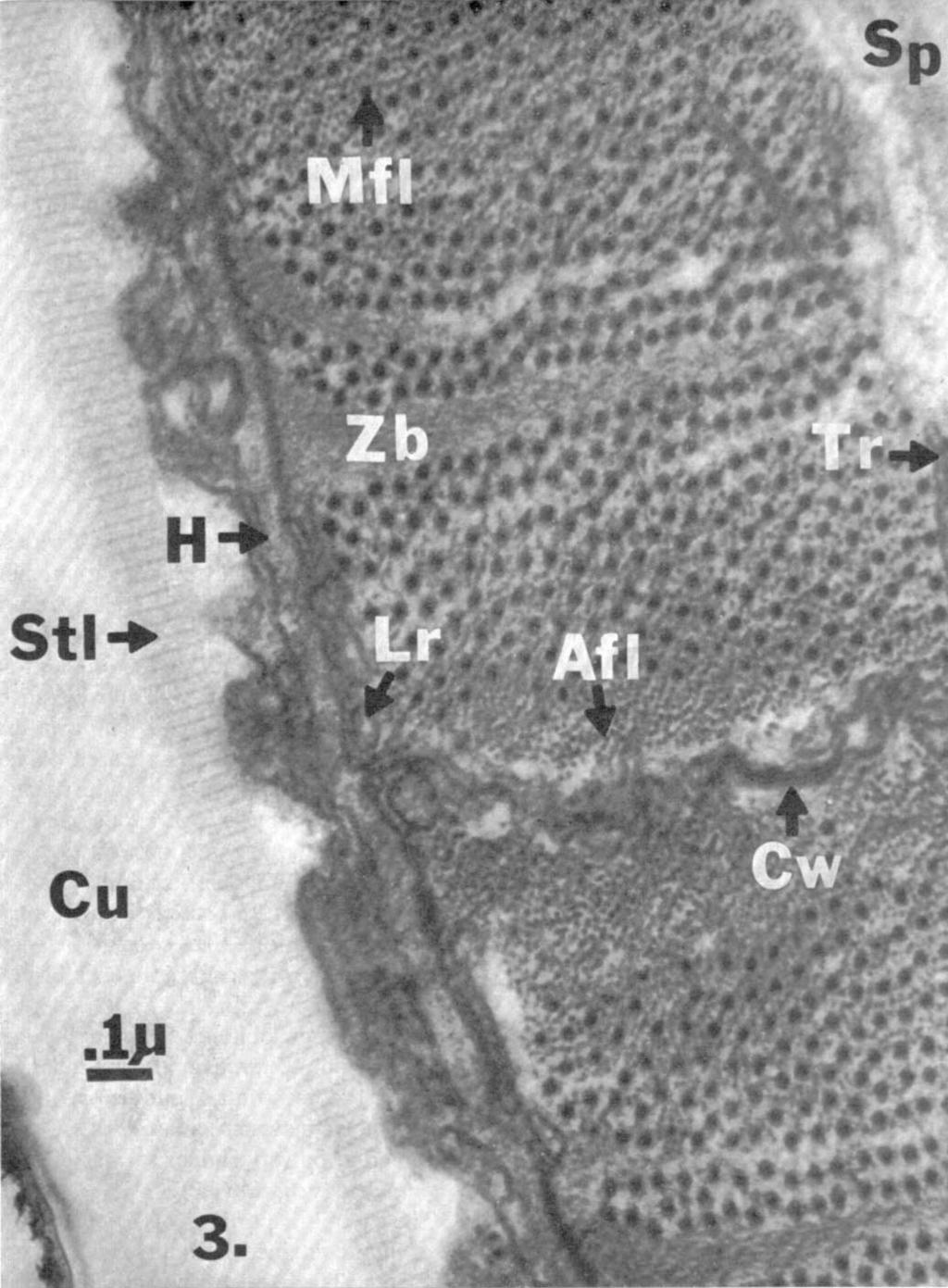 myosin filament (Mfl), Z-band (Zb), transverse sarcoplasmic reticulum (Tr), hypodermis (H), longitudinal