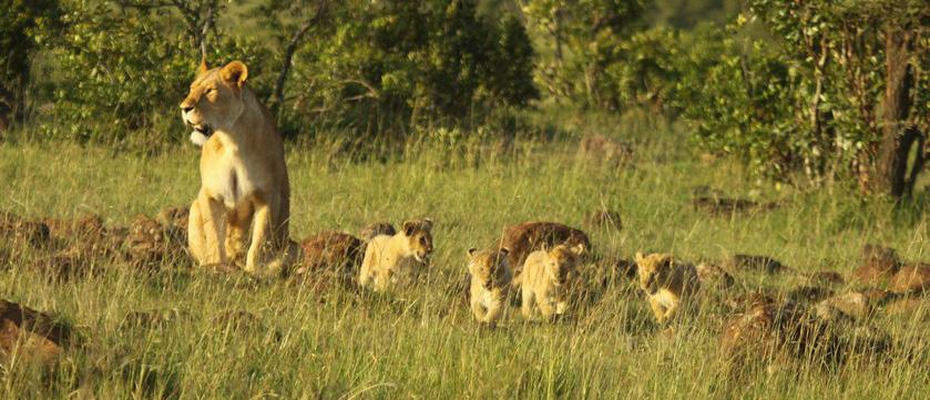 INTERESTING SIGHTINGS The Cheli female Kali gave birth to two cubs in the very beginning of February.