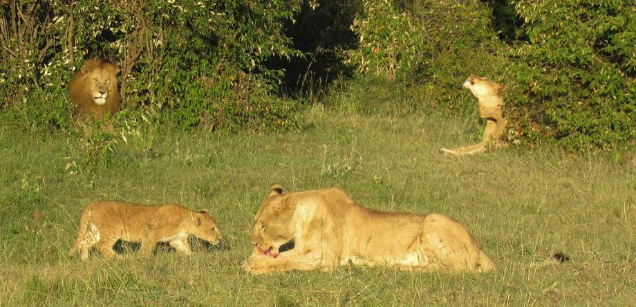 Mara. It probably occurs more often than we think, it s only that we are unable to have much insight into such events as lions keep their litters hidden for some