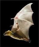 Bat Variant Rabies Over 75 % of the human rabies case acquired in the U.S.