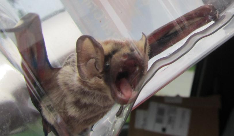 Bats and Rabies ~ 1% of bats carry rabies virus May or may NOT show symptoms Bites don t always leave