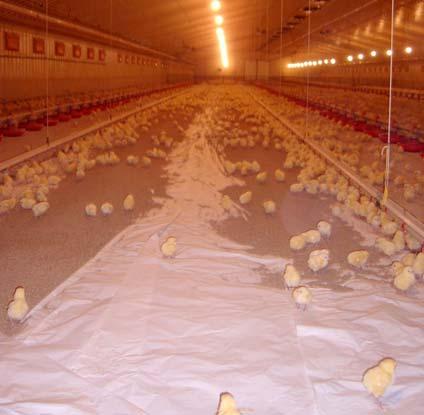 Transport from hatchery to farm Providing chicks with access to feed at an early stage will increase utilization of the yolk sac nutrients, improve early digestive tract development and gut immunity